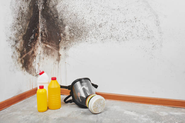 Professional Mold Remediation in Pryor Creek, OK