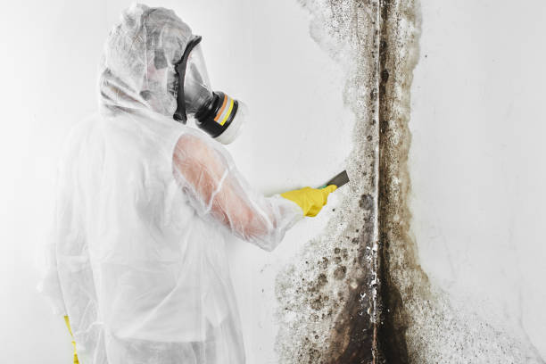 Best Industrial Mold Remediation in Pryor Creek, OK