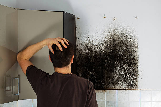 Best Post-Flood Mold Remediation in Pryor Creek, OK