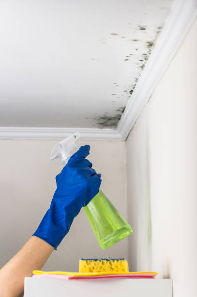Best DIY Mold Remediation Support Services in Pryor Creek, OK