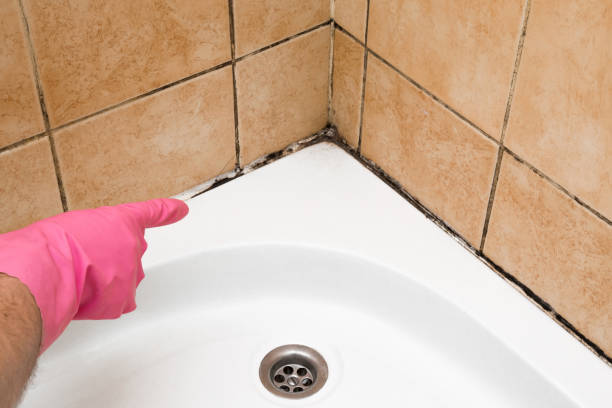 Best HVAC Mold Remediation in Pryor Creek, OK